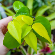 Philodendron scandens Neon – Plante terrarium | JungleBox