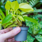Philodendron scandens Neon – Plante terrarium | JungleBox
