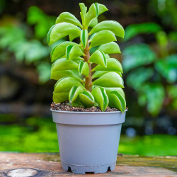 Peperomia Fire Sparks – Plante tropicale retombante | JungleBox