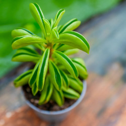 Peperomia Fire Sparks – Plante tropicale retombante | JungleBox