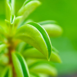 Peperomia Fire Sparks – Trailing Tropical Plant | JungleBox