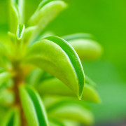 Peperomia Fire Sparks – Plante tropicale retombante | JungleBox