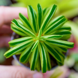Peperomia Fire Sparks – Trailing Tropical Plant | JungleBox