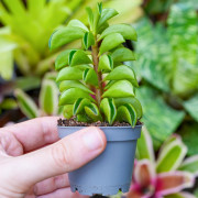 Peperomia Fire Sparks – Trailing Tropical Plant | JungleBox