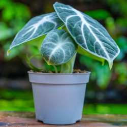 Alocasia Ninja – Jewel Alocasia au feuillage noir | JungleBox