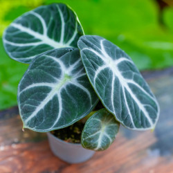Alocasia Ninja – Jewel Alocasia au feuillage noir | JungleBox