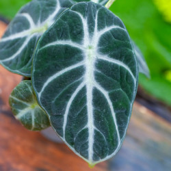 Alocasia Ninja – Jewel Alocasia au feuillage noir | JungleBox