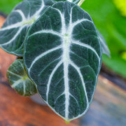 Alocasia Ninja – Jewel Alocasia au feuillage noir | JungleBox