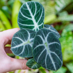 Alocasia Ninja – Jewel Alocasia au feuillage noir | JungleBox