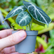 Alocasia Ninja – Jewel Alocasia au feuillage noir | JungleBox