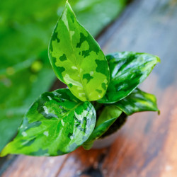 Aglaonema pictum Tricolor – Plante rare | JungleBox