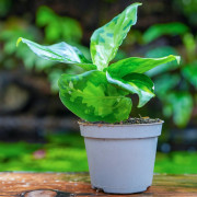 Aglaonema pictum Tricolor – Plante rare | JungleBox
