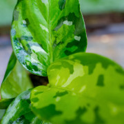 Aglaonema pictum Tricolor – Plante rare | JungleBox