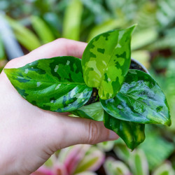 Aglaonema pictum Tricolor – Plante rare | JungleBox