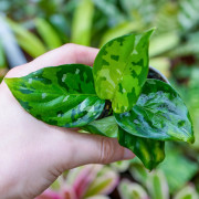 Aglaonema pictum Tricolor – Plante rare | JungleBox