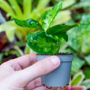 Aglaonema pictum Tricolor – Plante rare | JungleBox