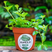 Peperomia rotundifolia