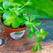Peperomia rotundifolia