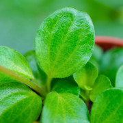 Peperomia rotundifolia