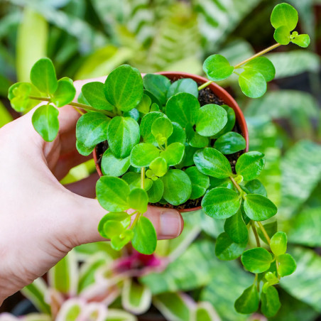 Peperomia rotundifolia