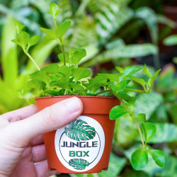 Peperomia rotundifolia