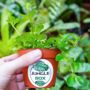 Peperomia rotundifolia