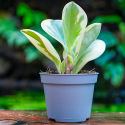 peperomia obtusifolia