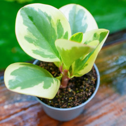 peperomia obtusifolia