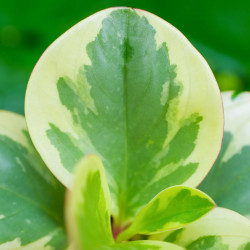 peperomia obtusifolia