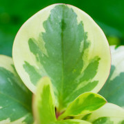 peperomia obtusifolia