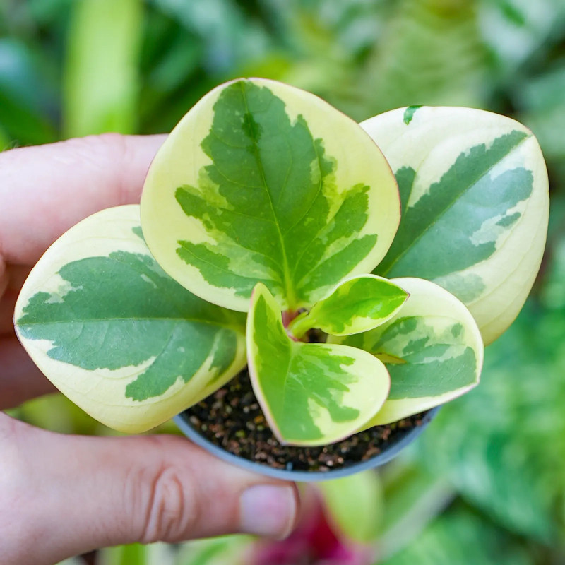 peperomia obtusifolia