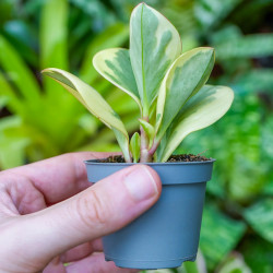 peperomia obtusifolia