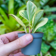 peperomia obtusifolia