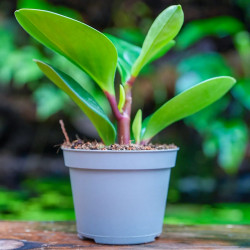 The Piperaceae family is a diverse group of tropical and subtropical p