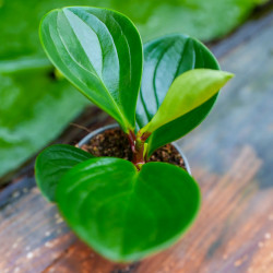 The Piperaceae family is a diverse group of tropical and subtropical p