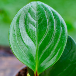 The Piperaceae family is a diverse group of tropical and subtropical p
