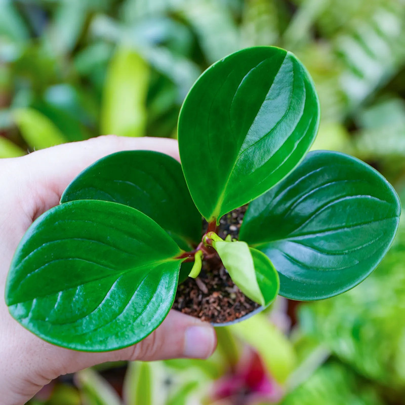 The Piperaceae family is a diverse group of tropical and subtropical p