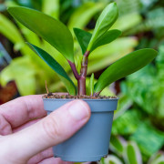 The Piperaceae family is a diverse group of tropical and subtropical p