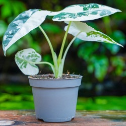Alocasia Frydek Variegata – Alocasia panachée rare | JungleBox