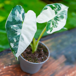 Alocasia Frydek Variegata – Alocasia panachée rare | JungleBox