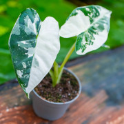 Alocasia Frydek Variegata – Alocasia panachée rare | JungleBox