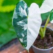 Alocasia Frydek Variegata – Alocasia panachée rare | JungleBox