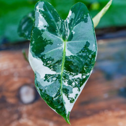 Alocasia Frydek Variegata – Alocasia panachée rare | JungleBox