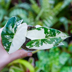 Alocasia micholitziana 'frydek varigata'