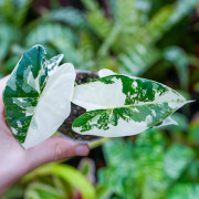 Alocasia micholitziana 'frydek varigata'