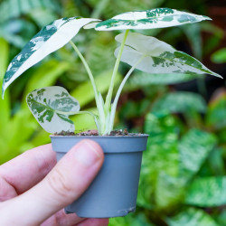 Alocasia Frydek Variegata – Alocasia panachée rare | JungleBox
