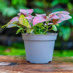 Hypoestes rouge plante d’intérieur feuillage blanc entretien substrat | JungleBox