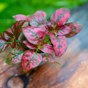 Hypoestes rouge plante d’intérieur feuillage blanc entretien substrat | JungleBox