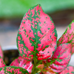 Hypoestes rouge plante d’intérieur feuillage blanc entretien substrat | JungleBox