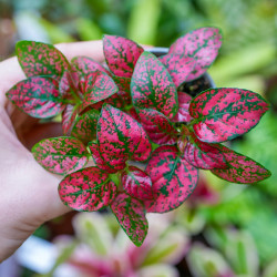 Hypoestes phyllostachya red
